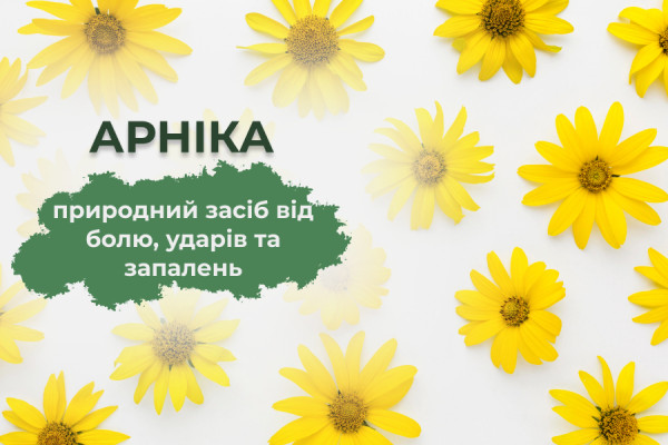 Арніка: природний засіб від болю, ударів та запалень