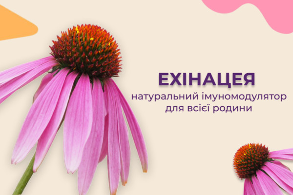 Лікарська квітка ехінацея: натуральний імуномодулятор для всієї родини
