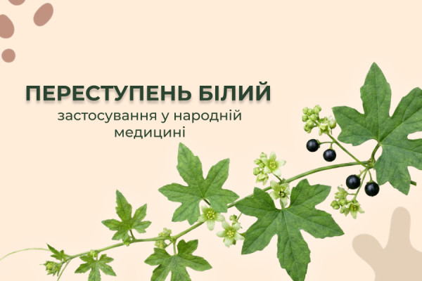Переступень білий (Нечіпай-зілля, Бріонія біла): цілющі властивості та застосування в народній медицині