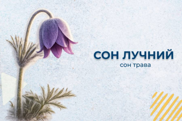 Сон лучний (сон-трава): лікувальні властивості, застосування та цікаві факти про унікальну рослину